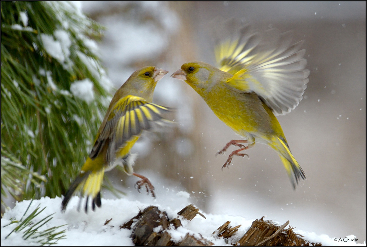 Зимние игры )