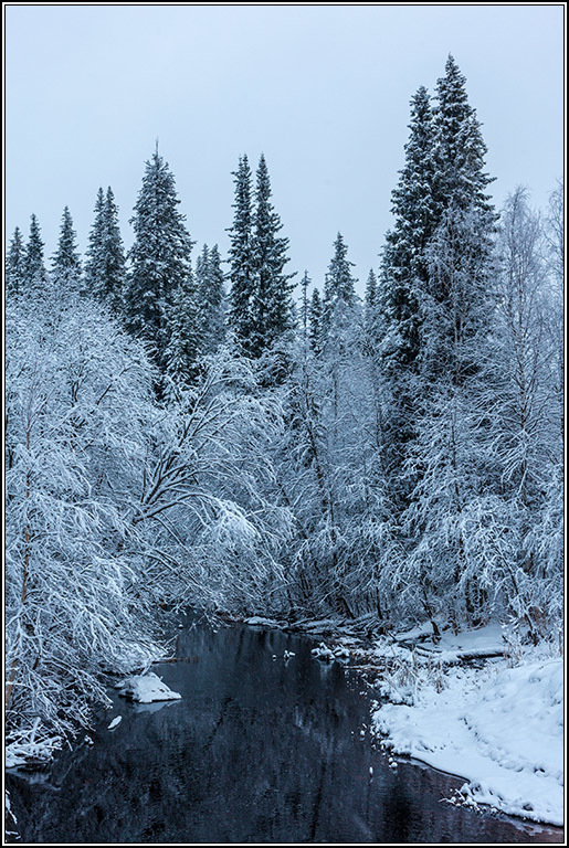 Ноябрь в архангельских лесах.