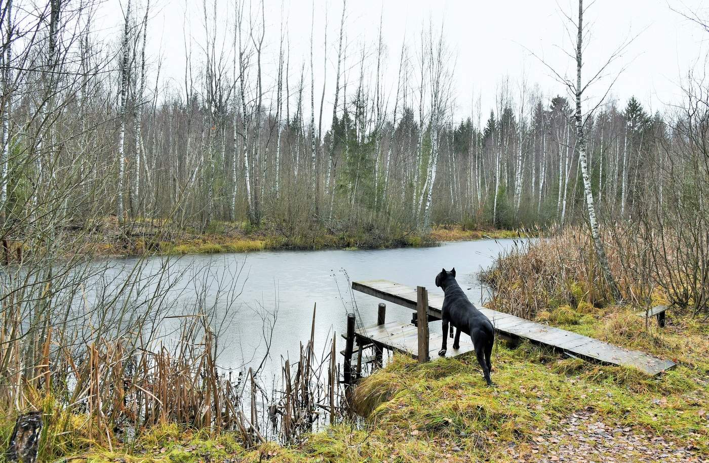 "Ветви тонких берез так упруги и гибки в ноябре, когда лес без одежд..."