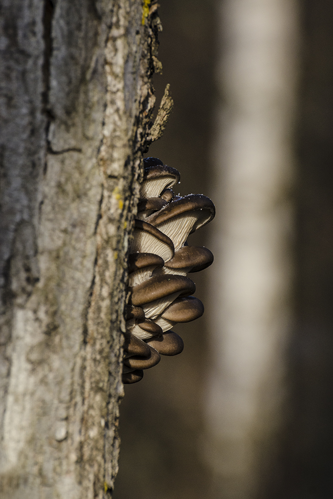 На солнечной стороне ноября