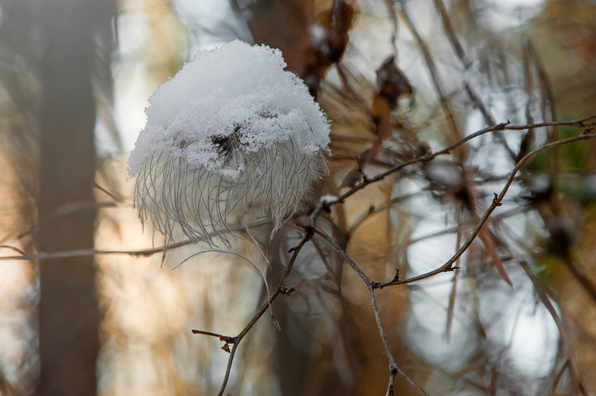 Зимний пушистик.