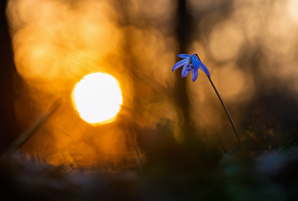 Признак весны