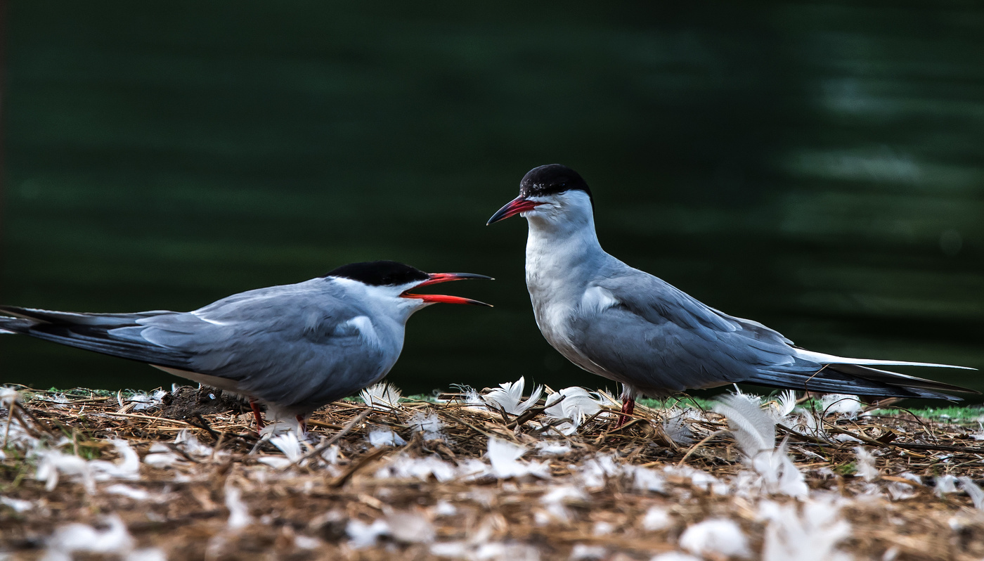 "Будьте моею женою!"