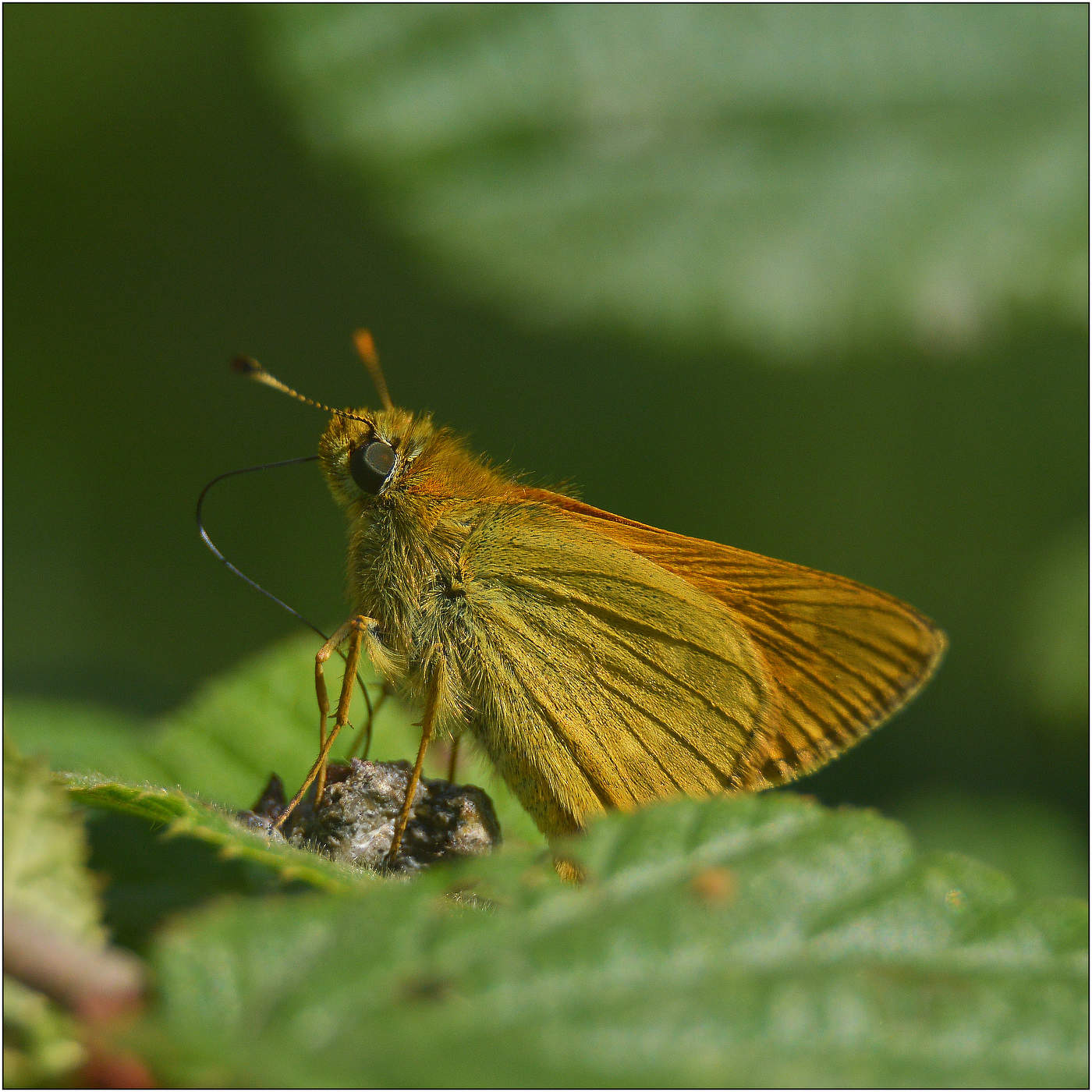 Завтрак в одиночестве.