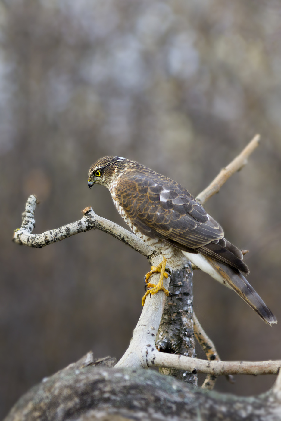 Ястреб-перепелятник