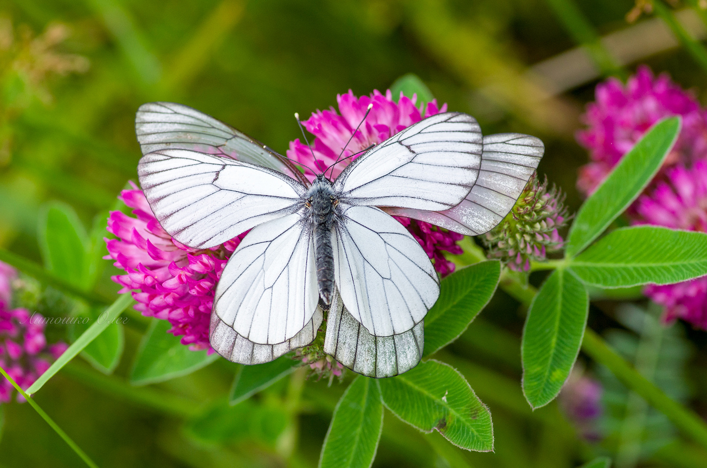 Боярышница. Самка и самец.