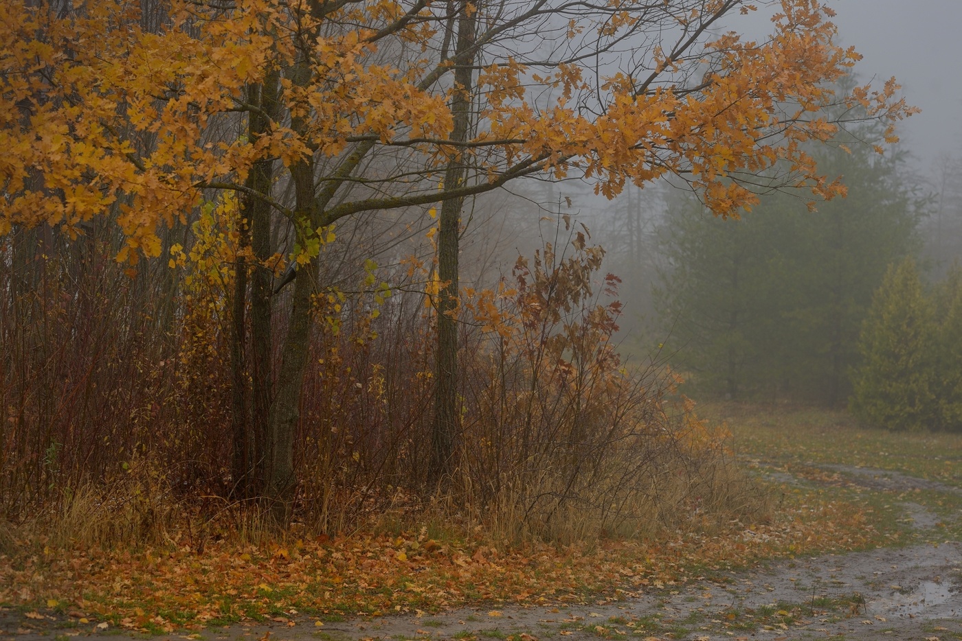 Туманное утро