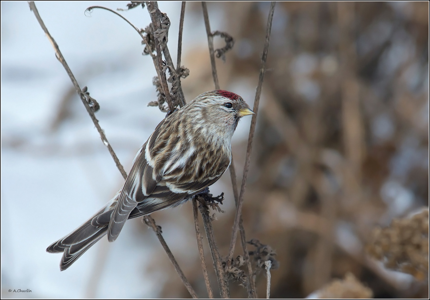 В красной ермолке)