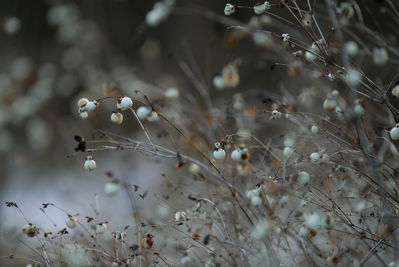а в ноябре зацвел жасмин...