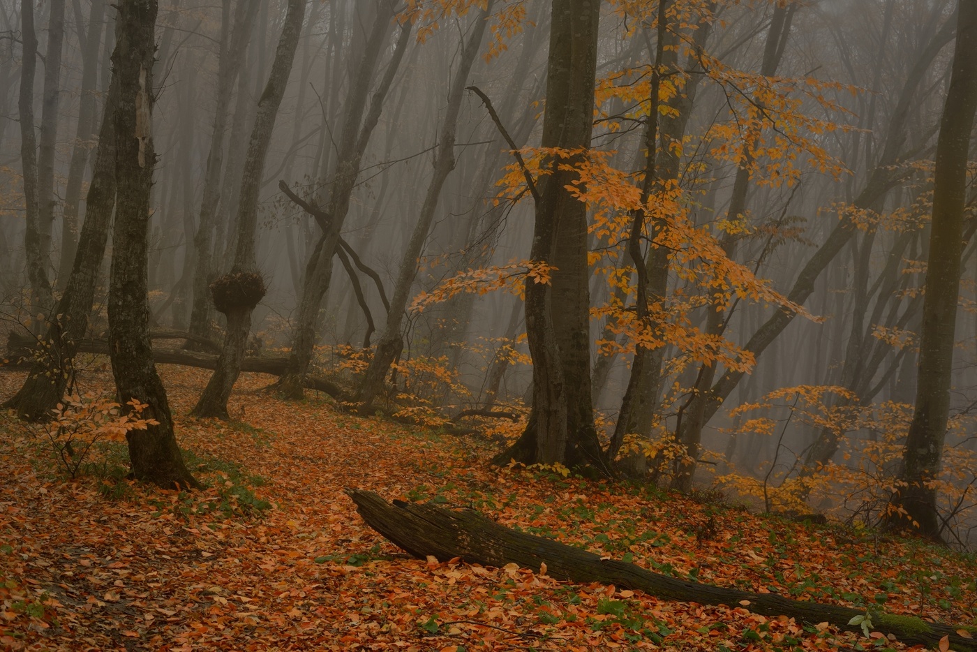 Осенняя тропа