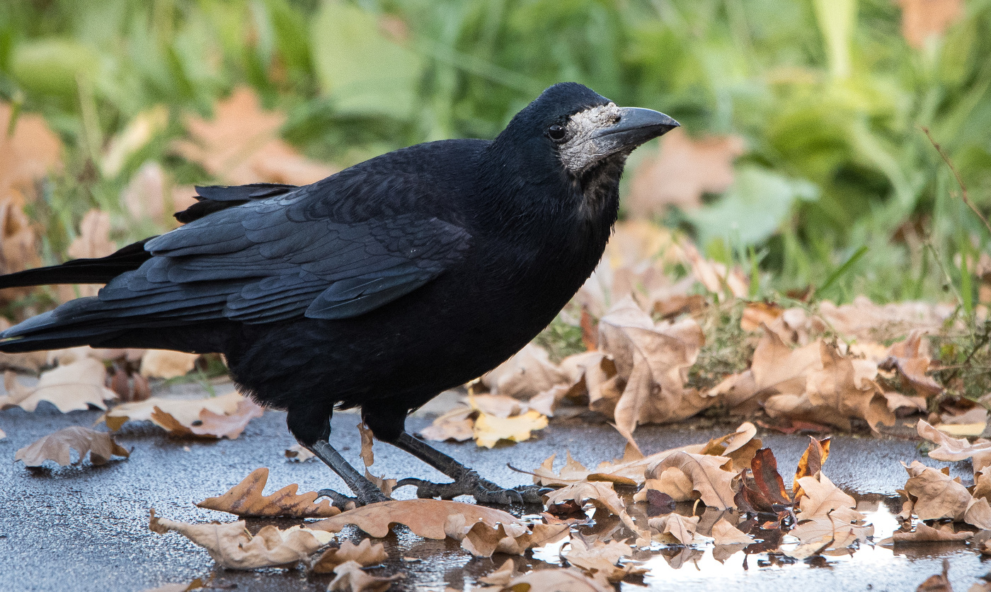 Портрет грача.
