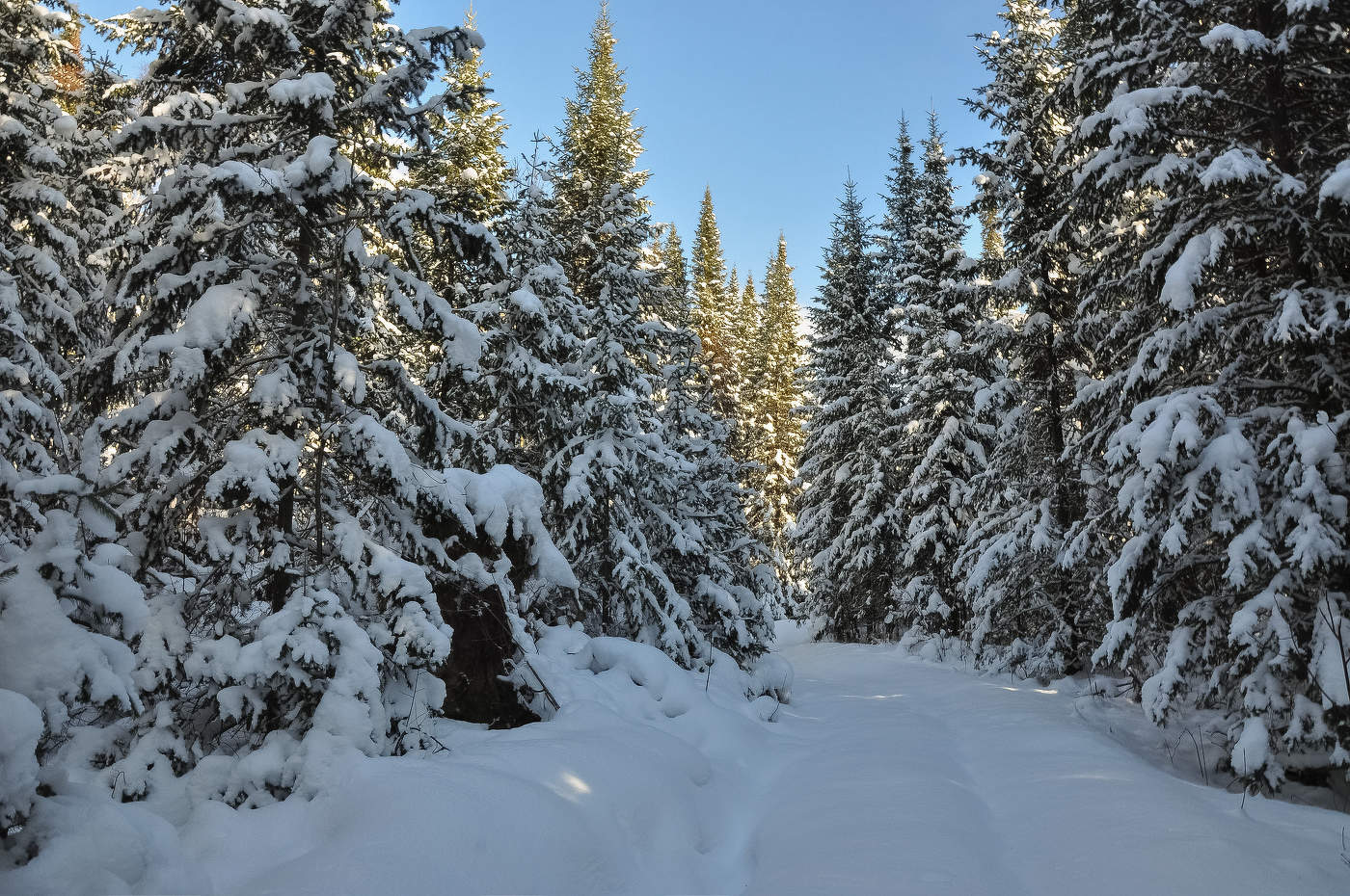 Первый снег в лесу