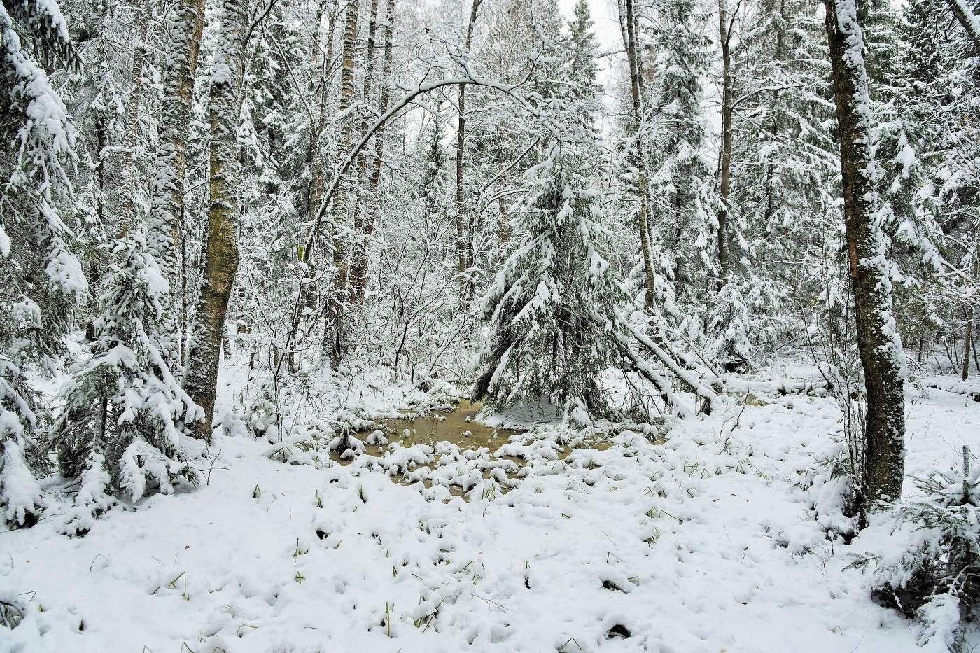 Ноябрь в лесу ...