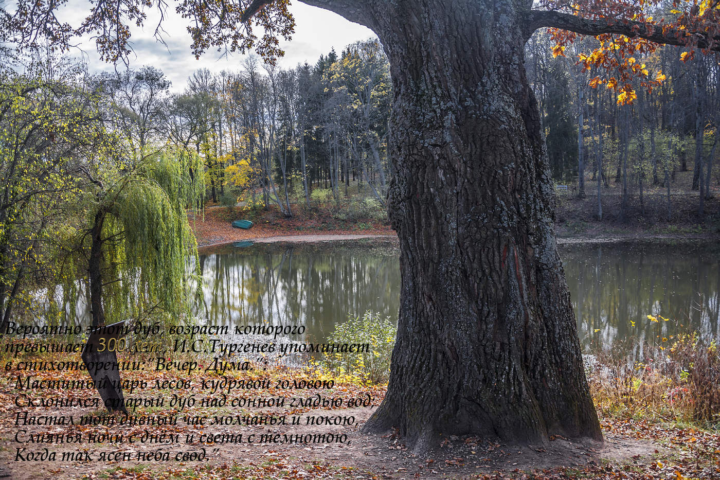 300-летний дуб