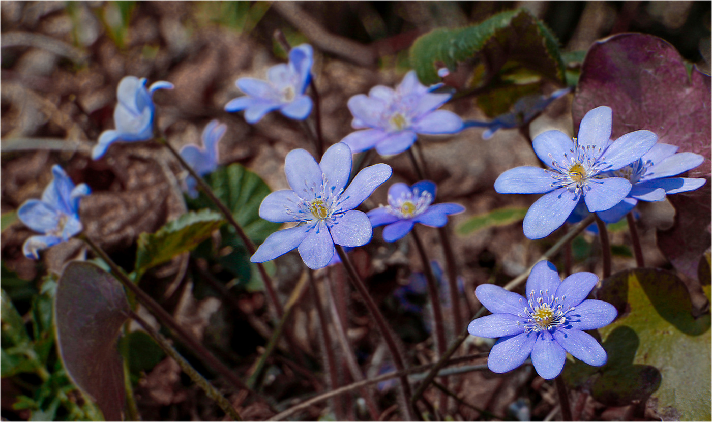 Первоцветы.