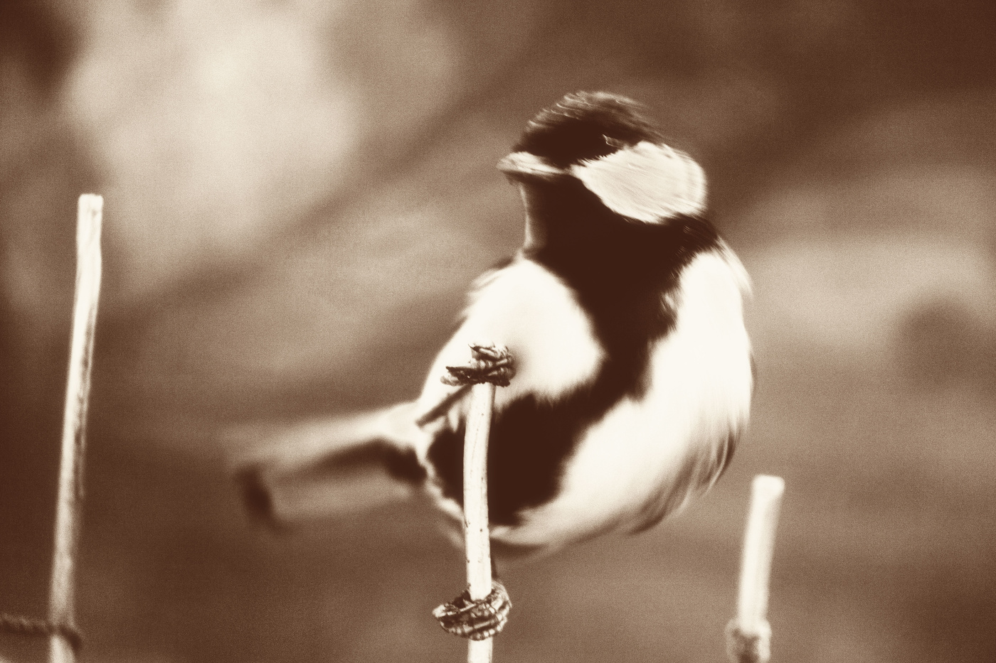 Жизнь вокруг