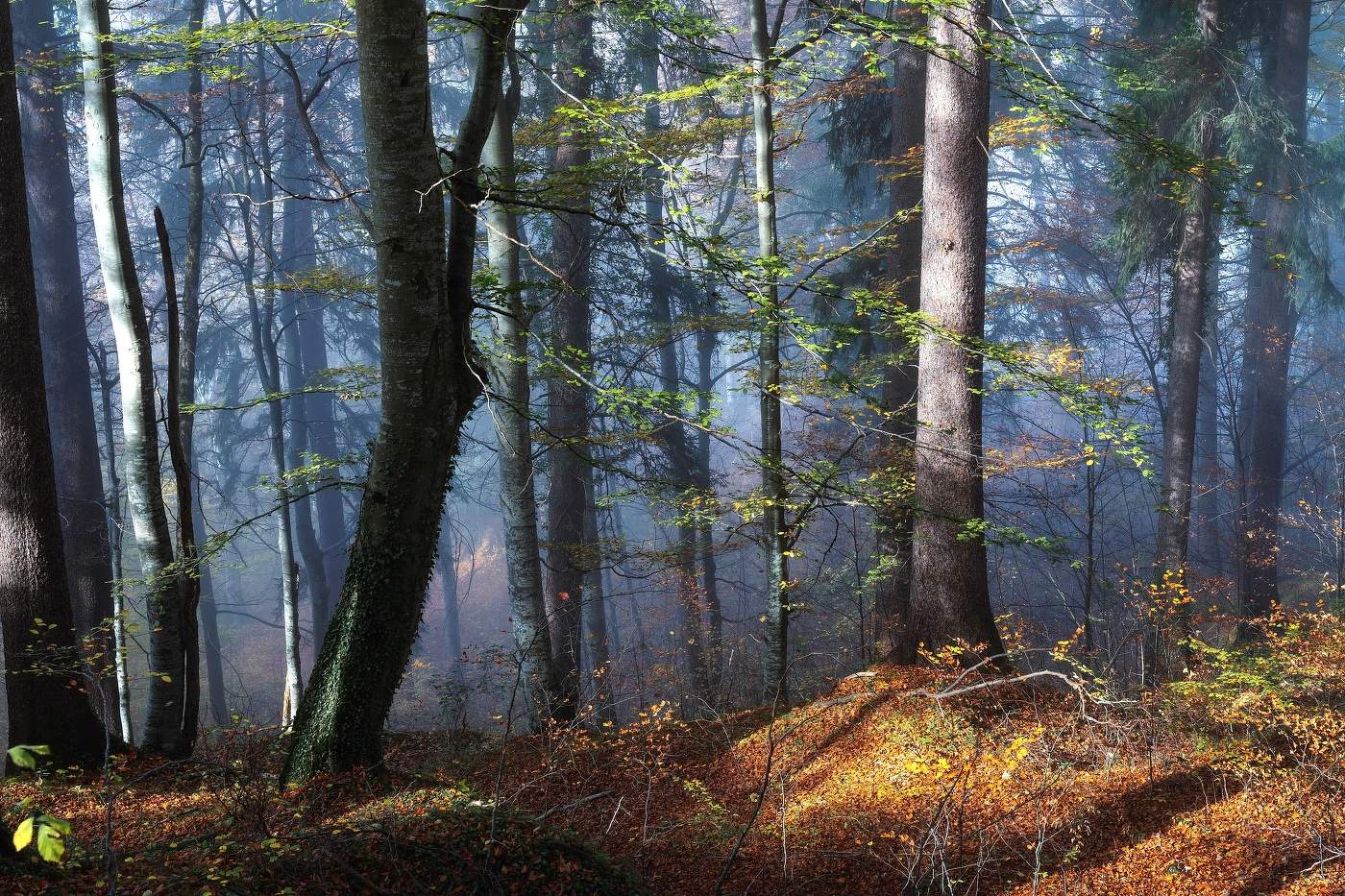 Туманное утро