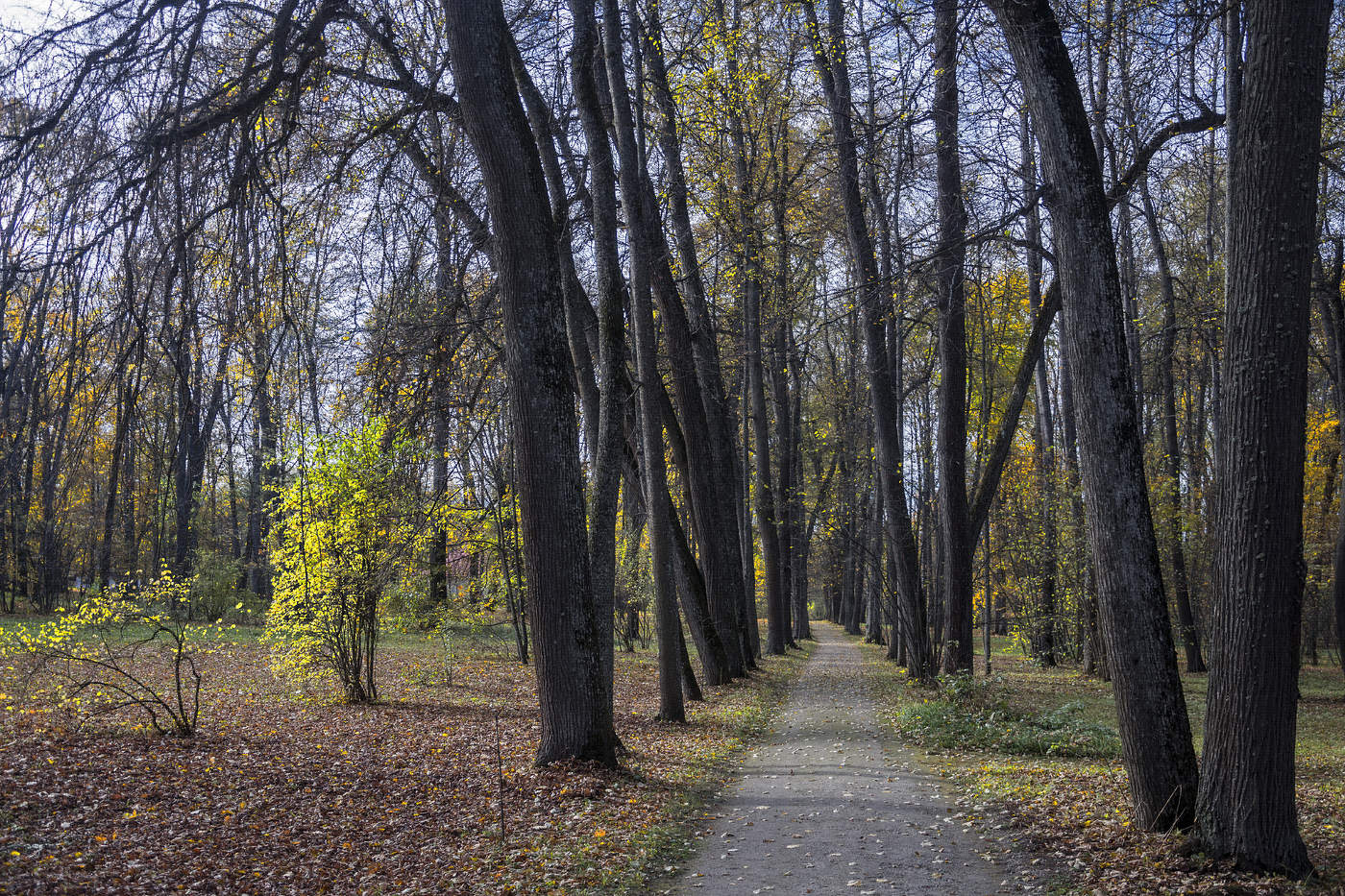 По аллеям парка