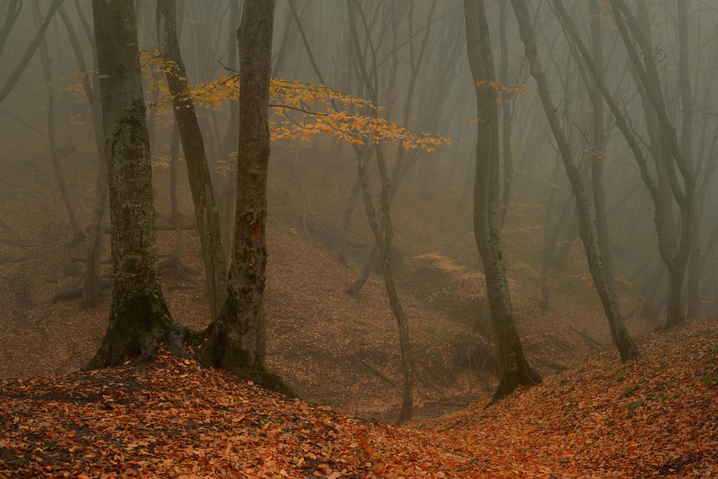 Туманное утро