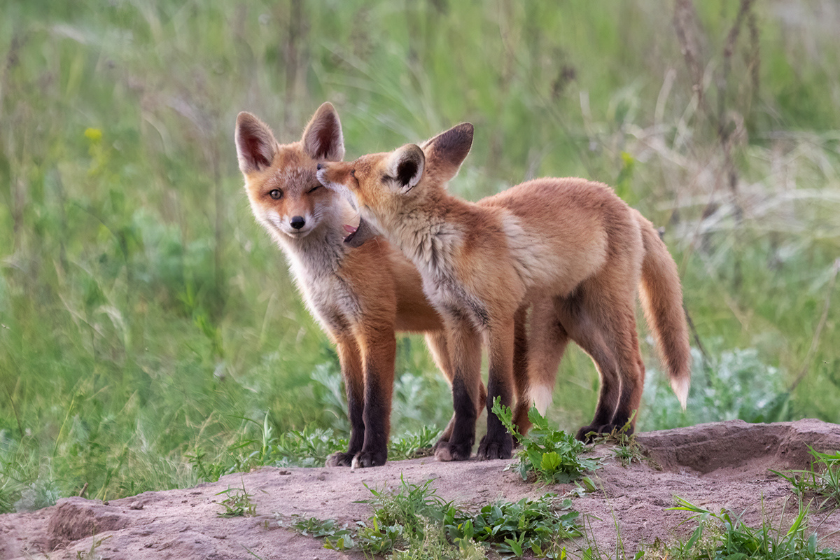 Скажите «А»