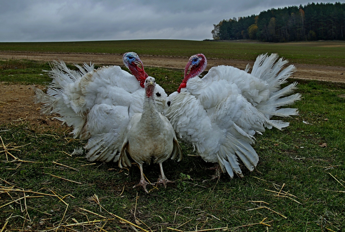 Сложный выбор.