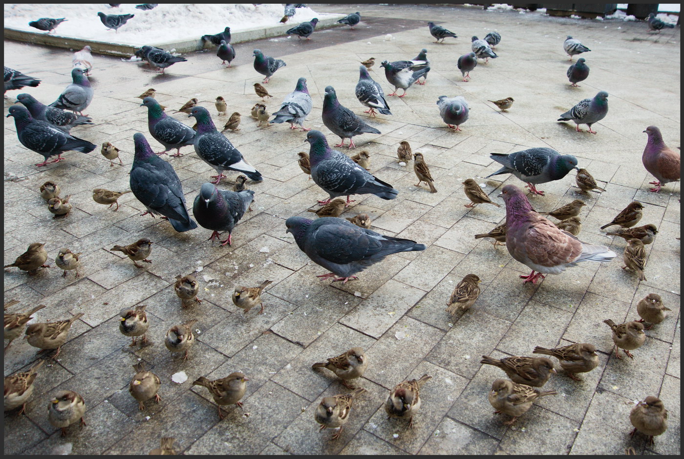 "на птичьем рынке"