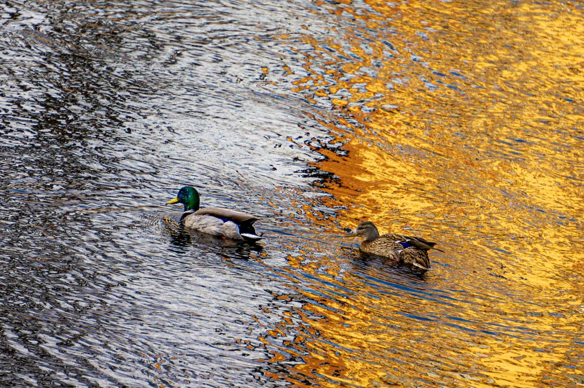 Инь и Янь bird-flash