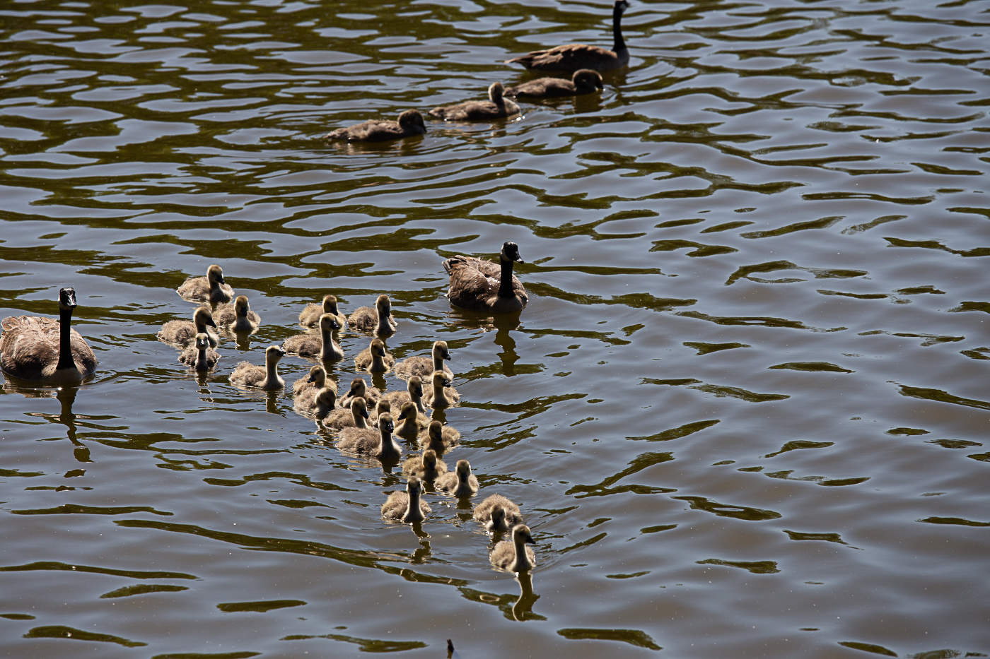 Семейный выход