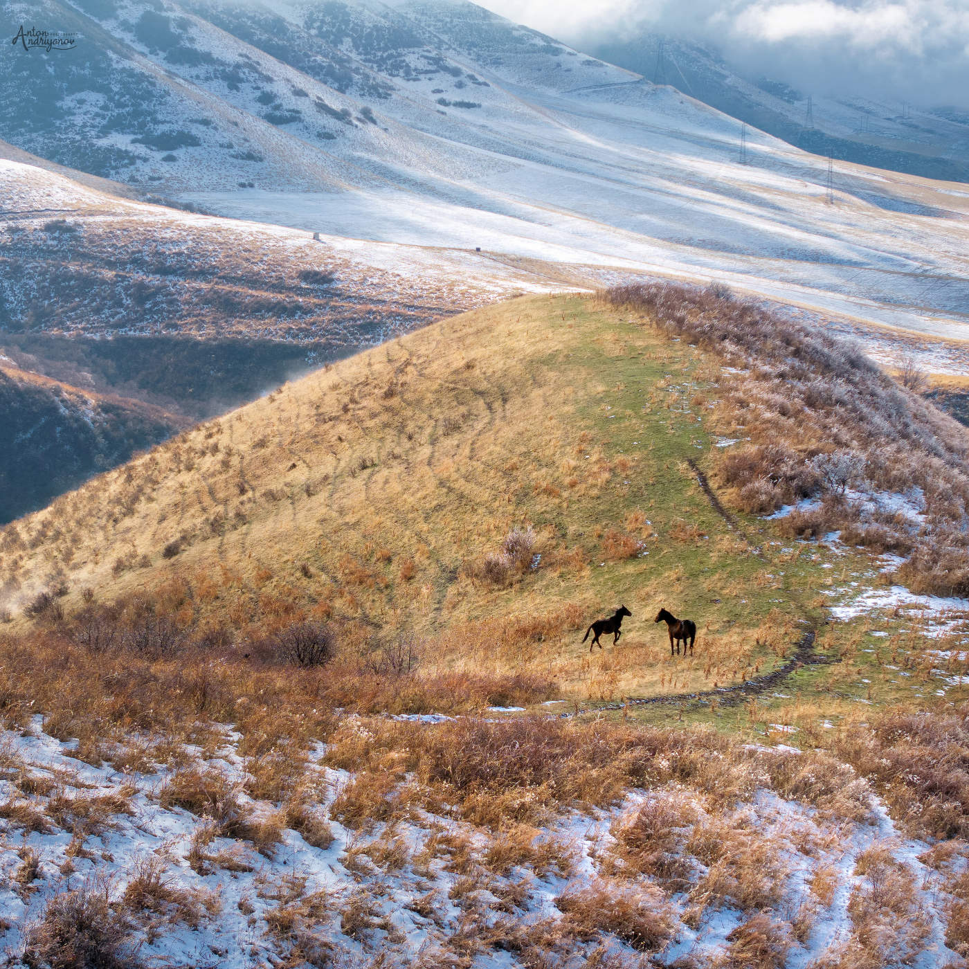 Зимняя зелень