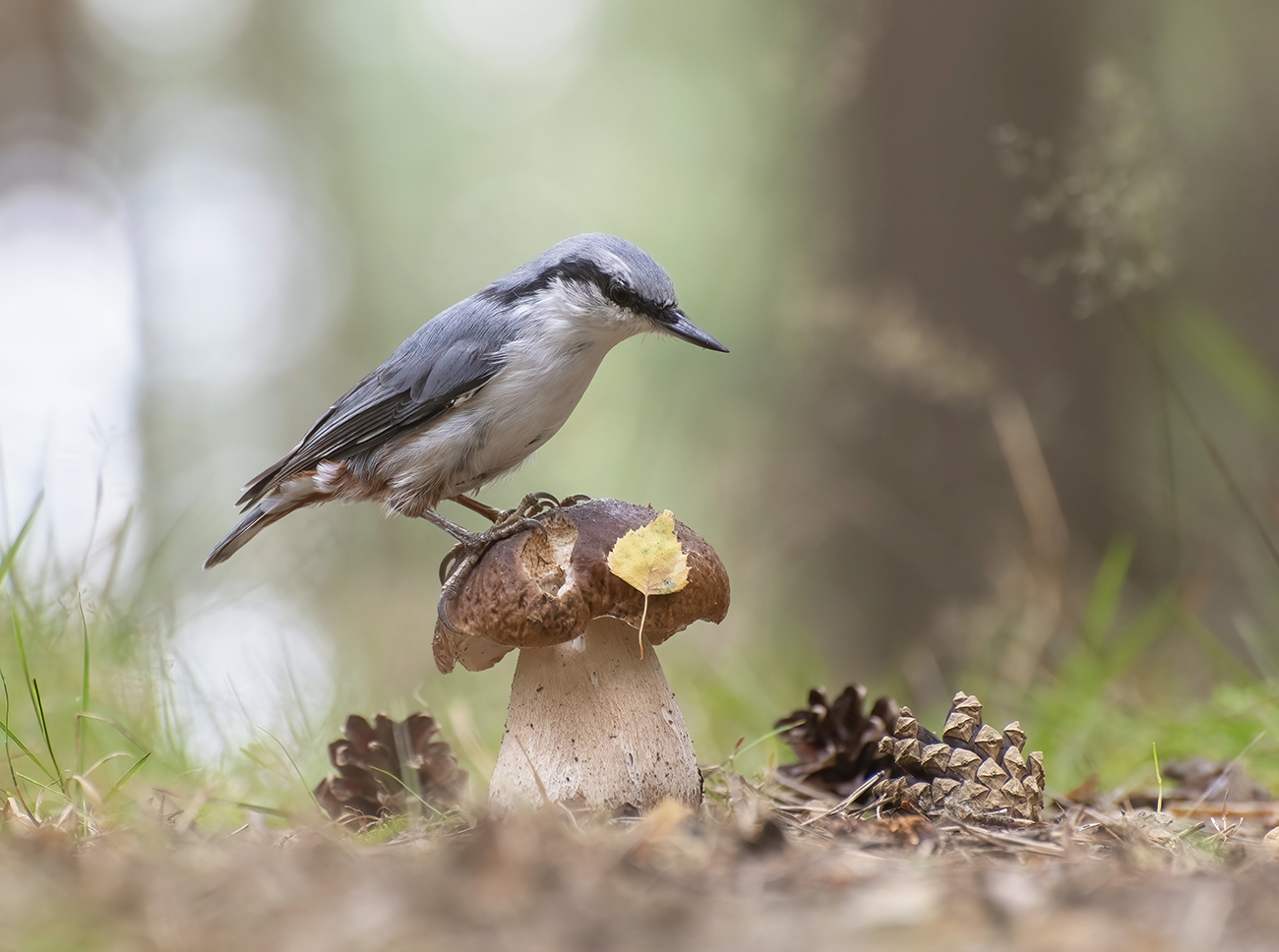 Картинка из леса