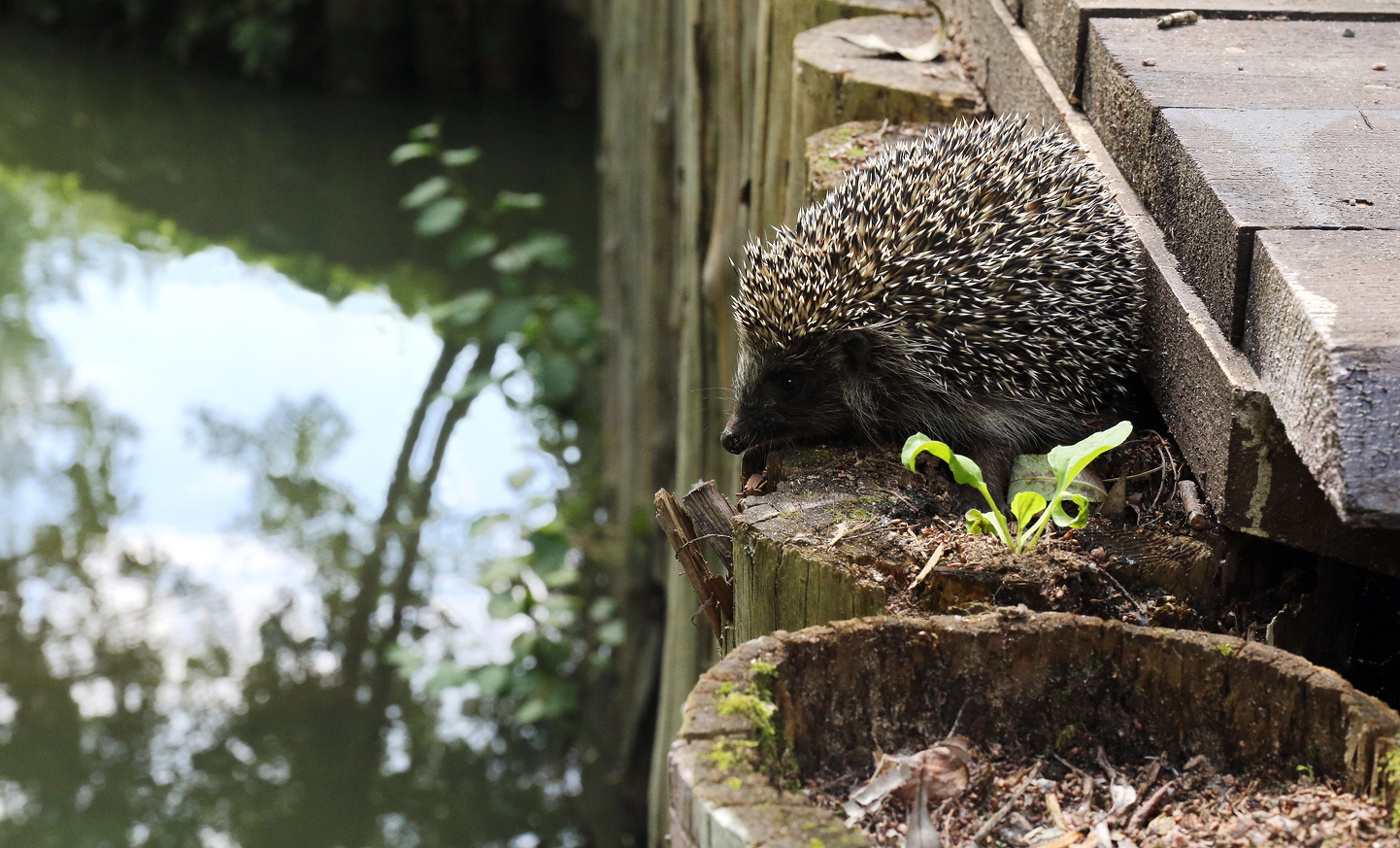 Искупаться что ли?