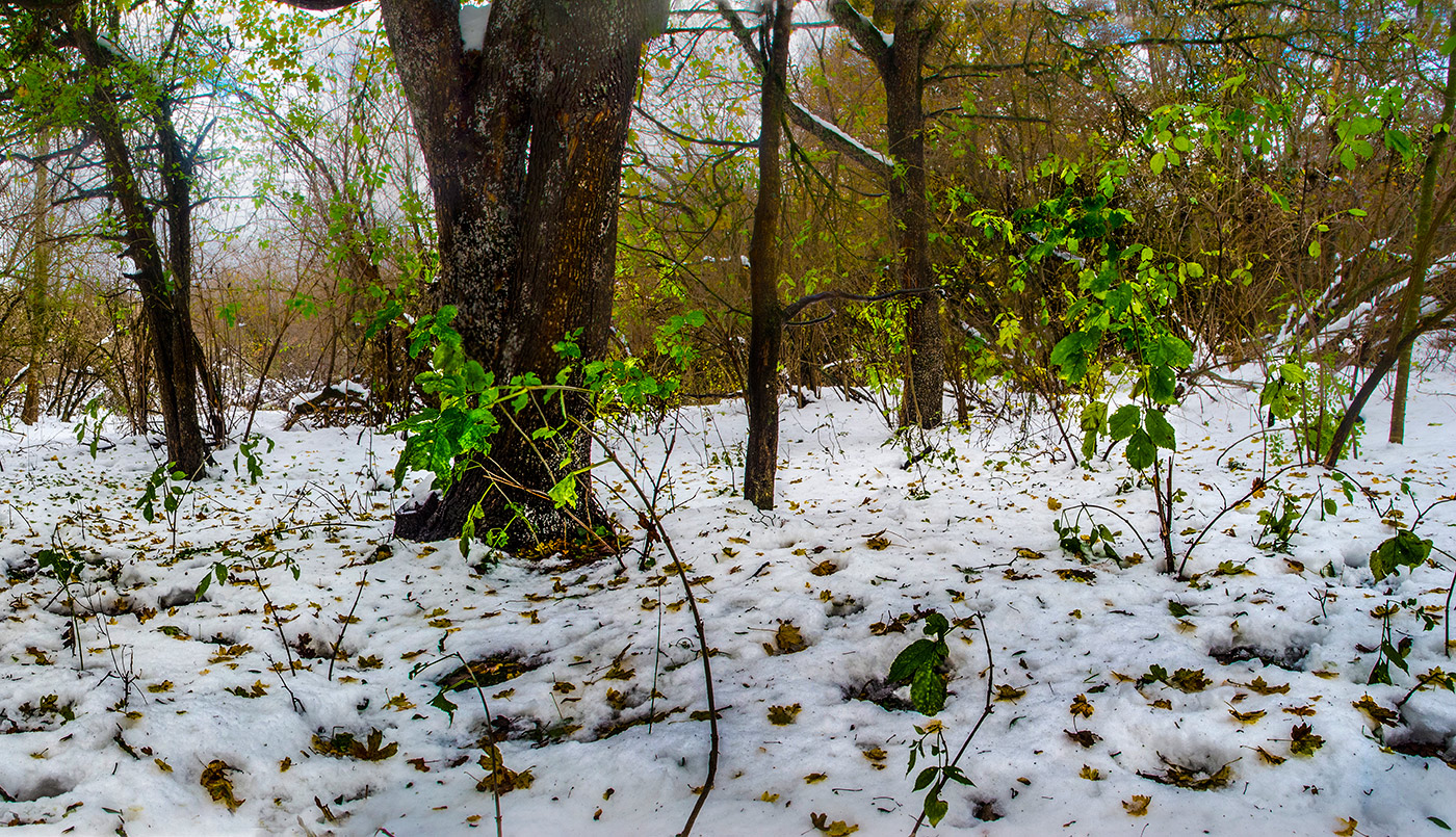 Свежий снег