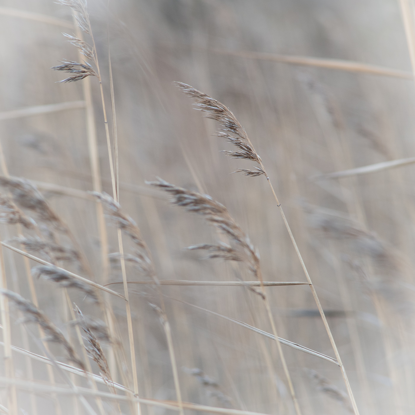 Осень без цвета
