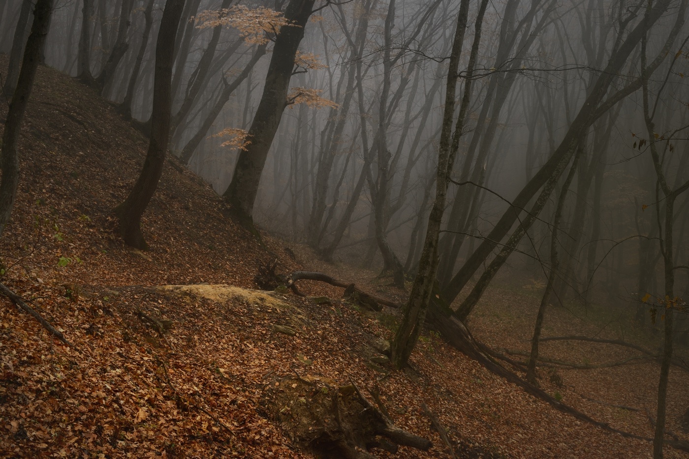 Туманный рассвет