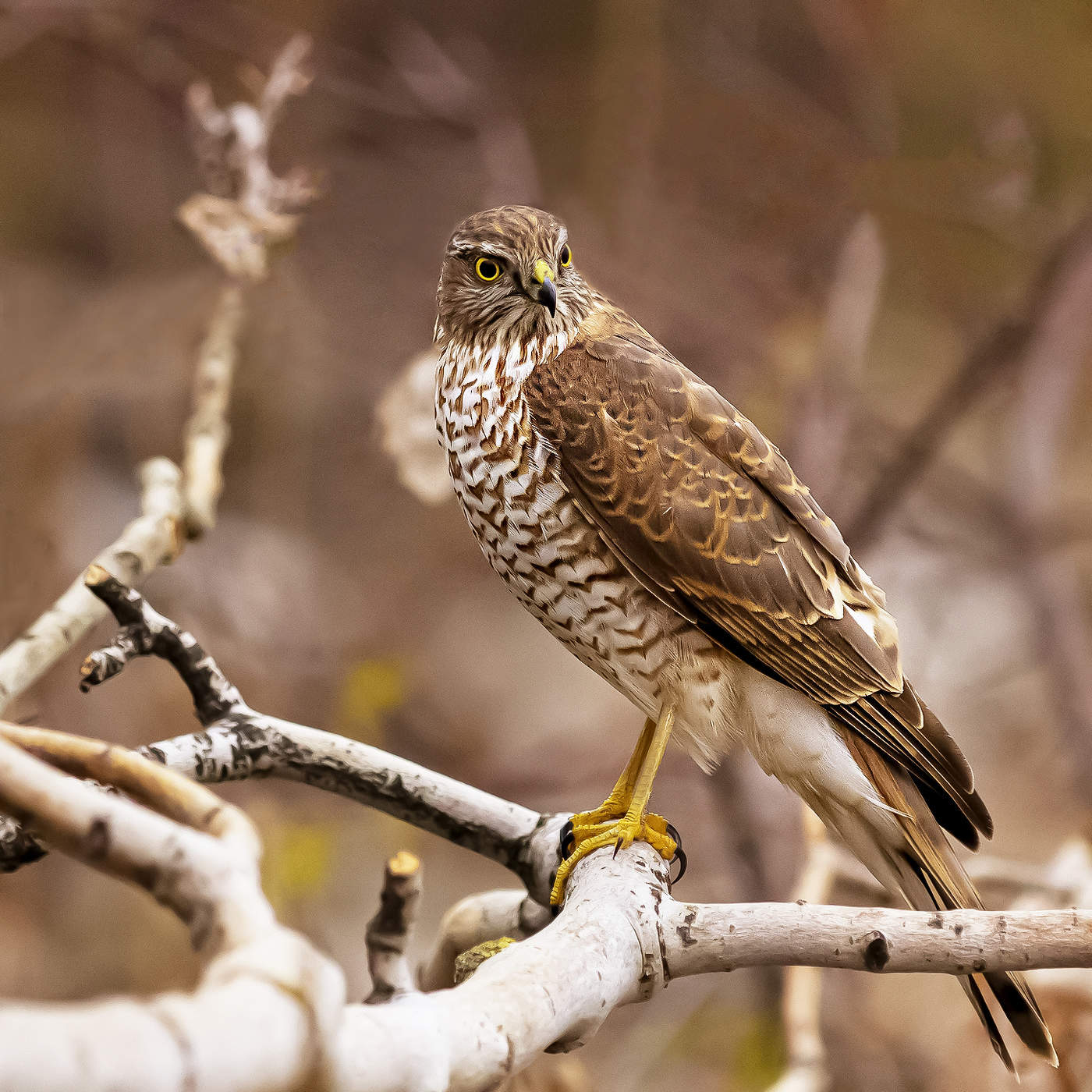 Ястреб перепелятник