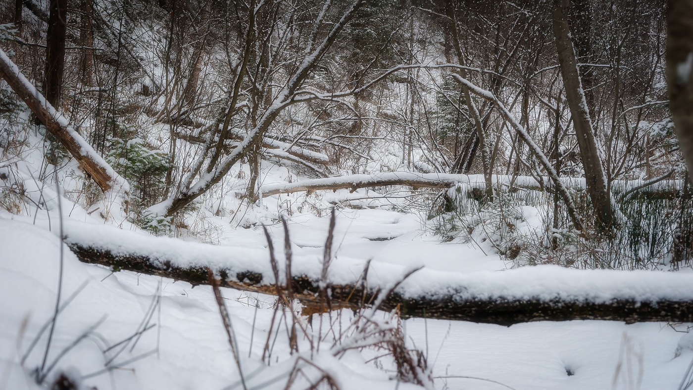 По зимнему лесу.