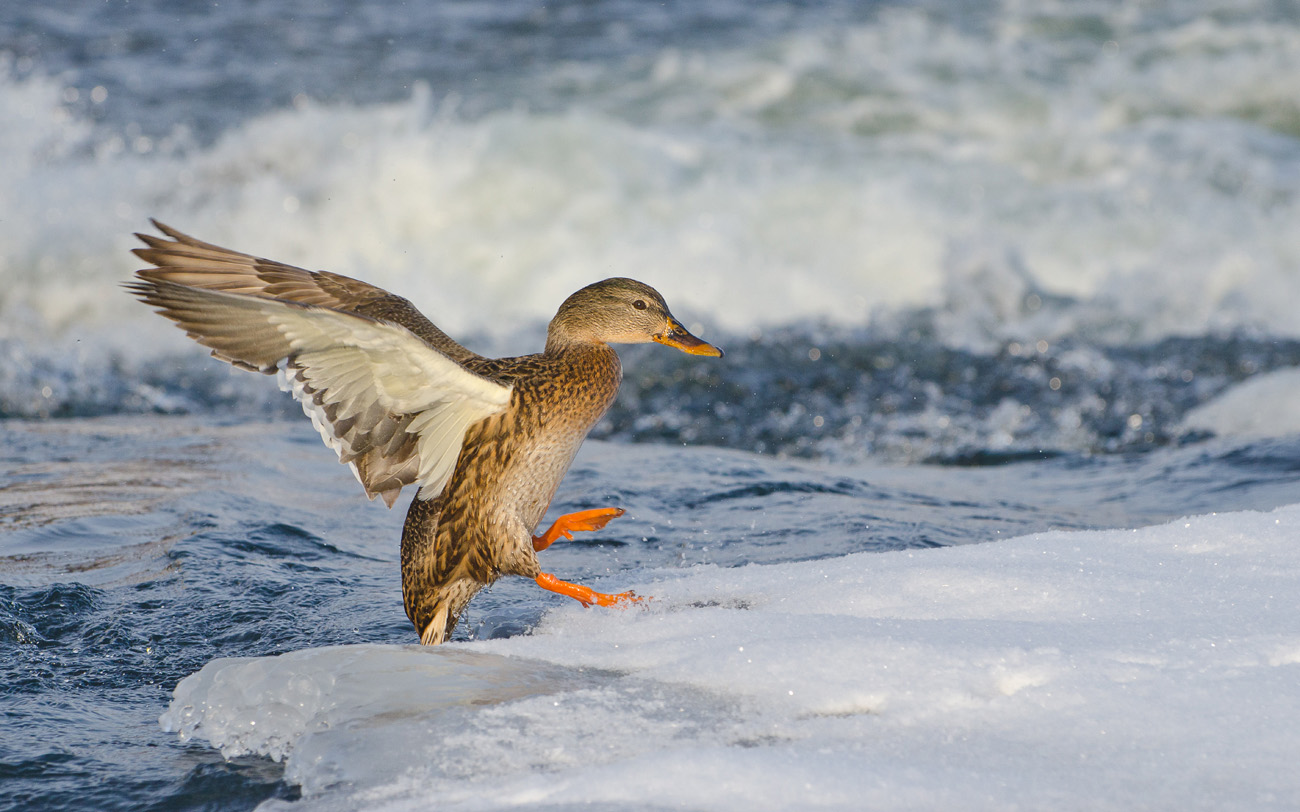 Момент с кряковой