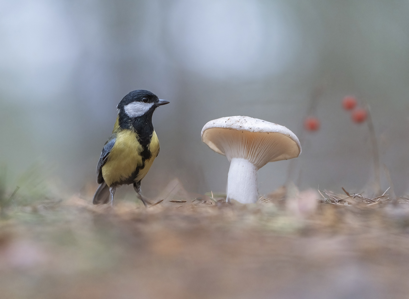 Картинка из леса