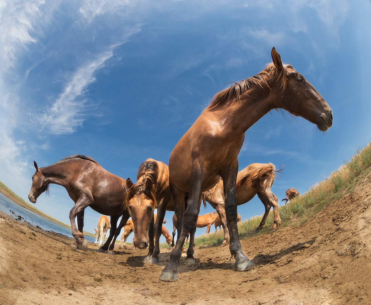 Дикие лошади Маныча