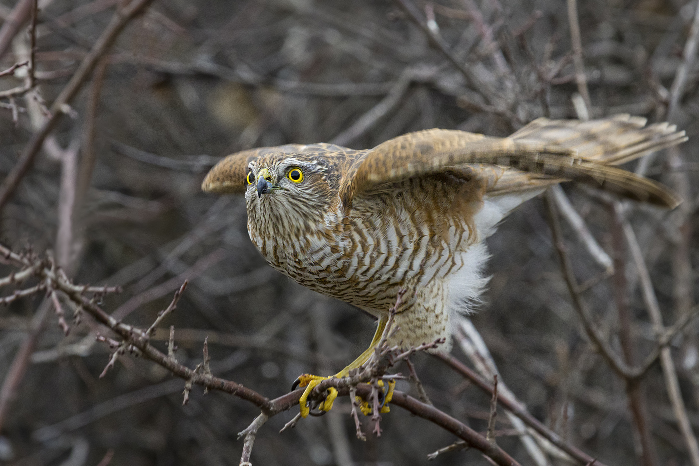 Ястреб перепелятник