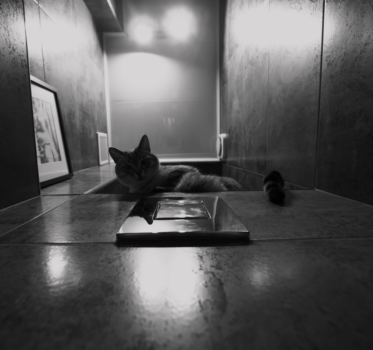 котики-наше всё)