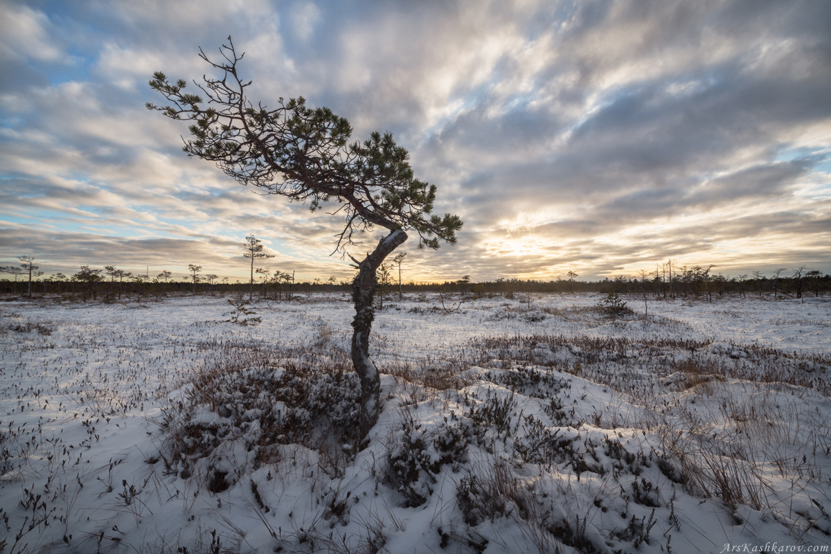 "Бонсай на болоте"