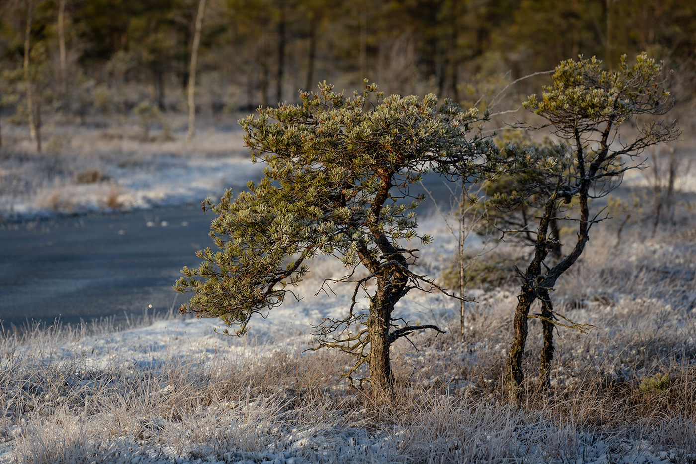 Иней припорошенный