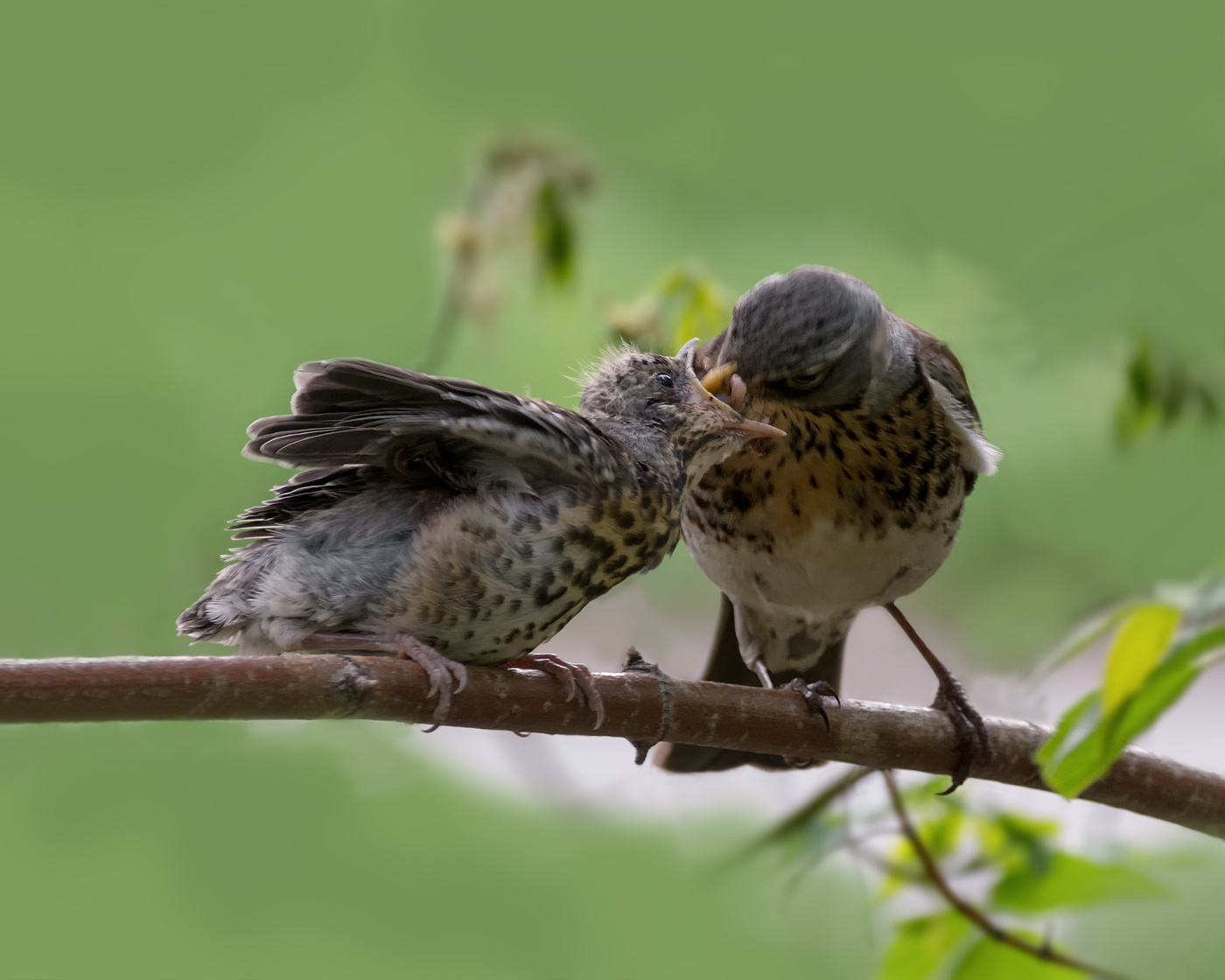Родительские заботы.