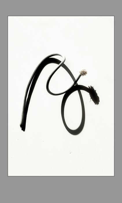 Стрелки чеснока чб