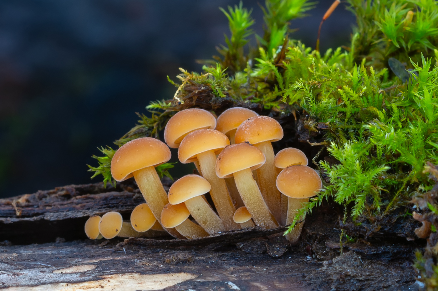 дружная семейка