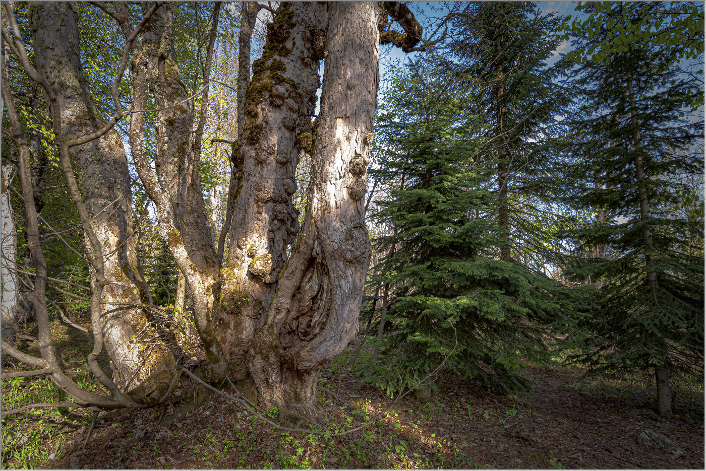 Старый явор