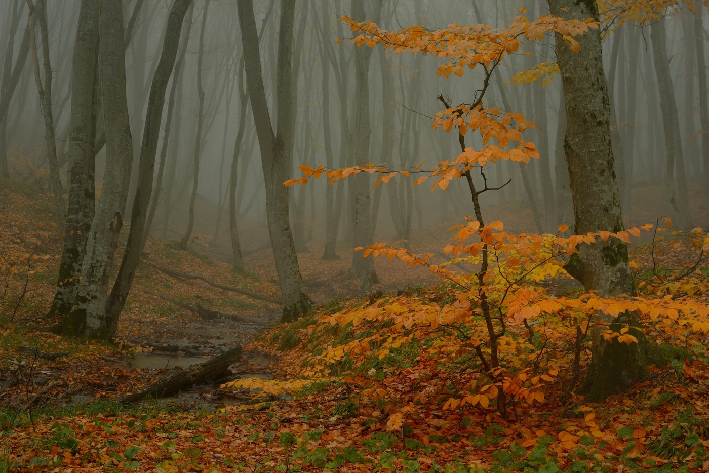 Осеннее утро