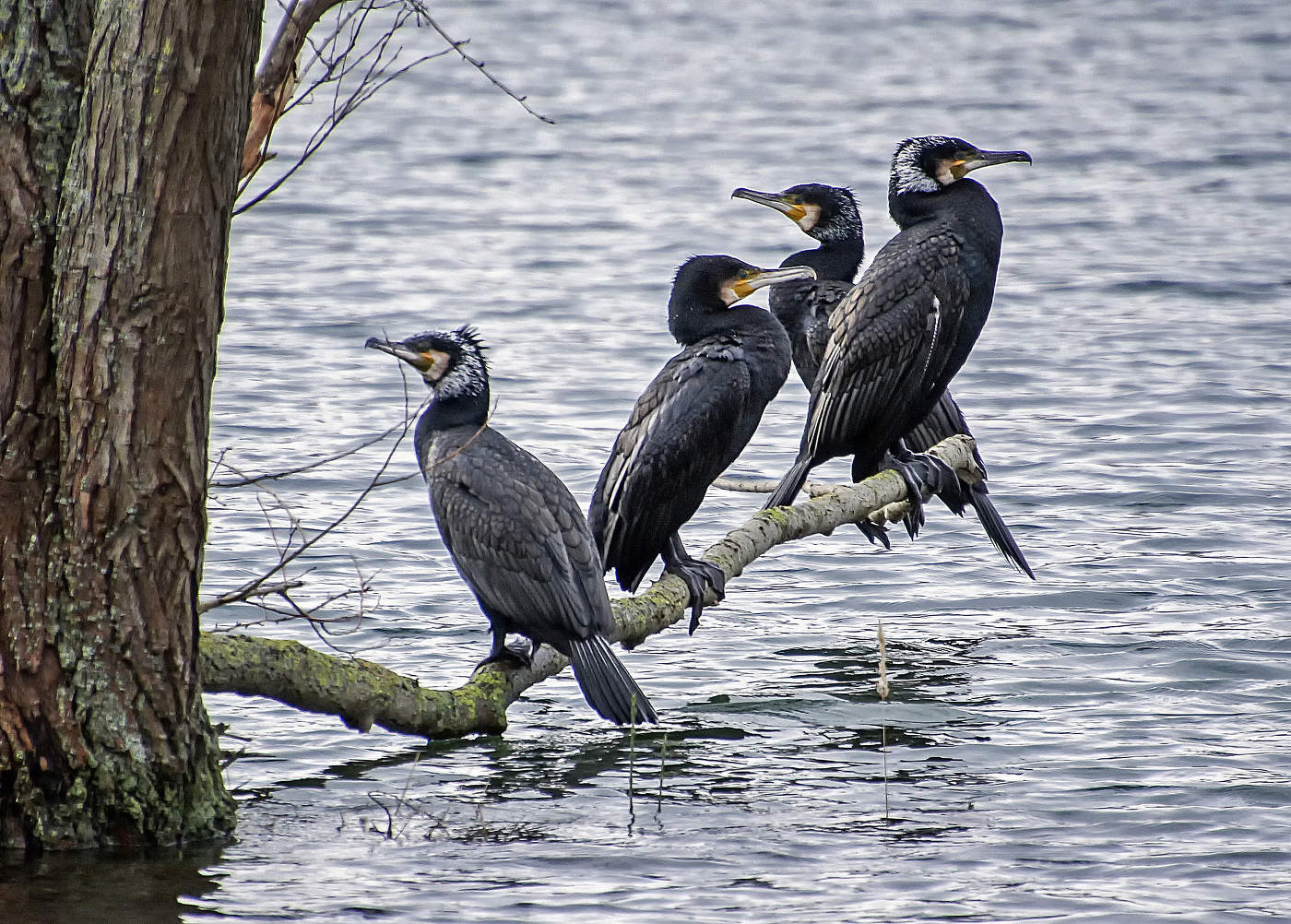 Четыре черненьких