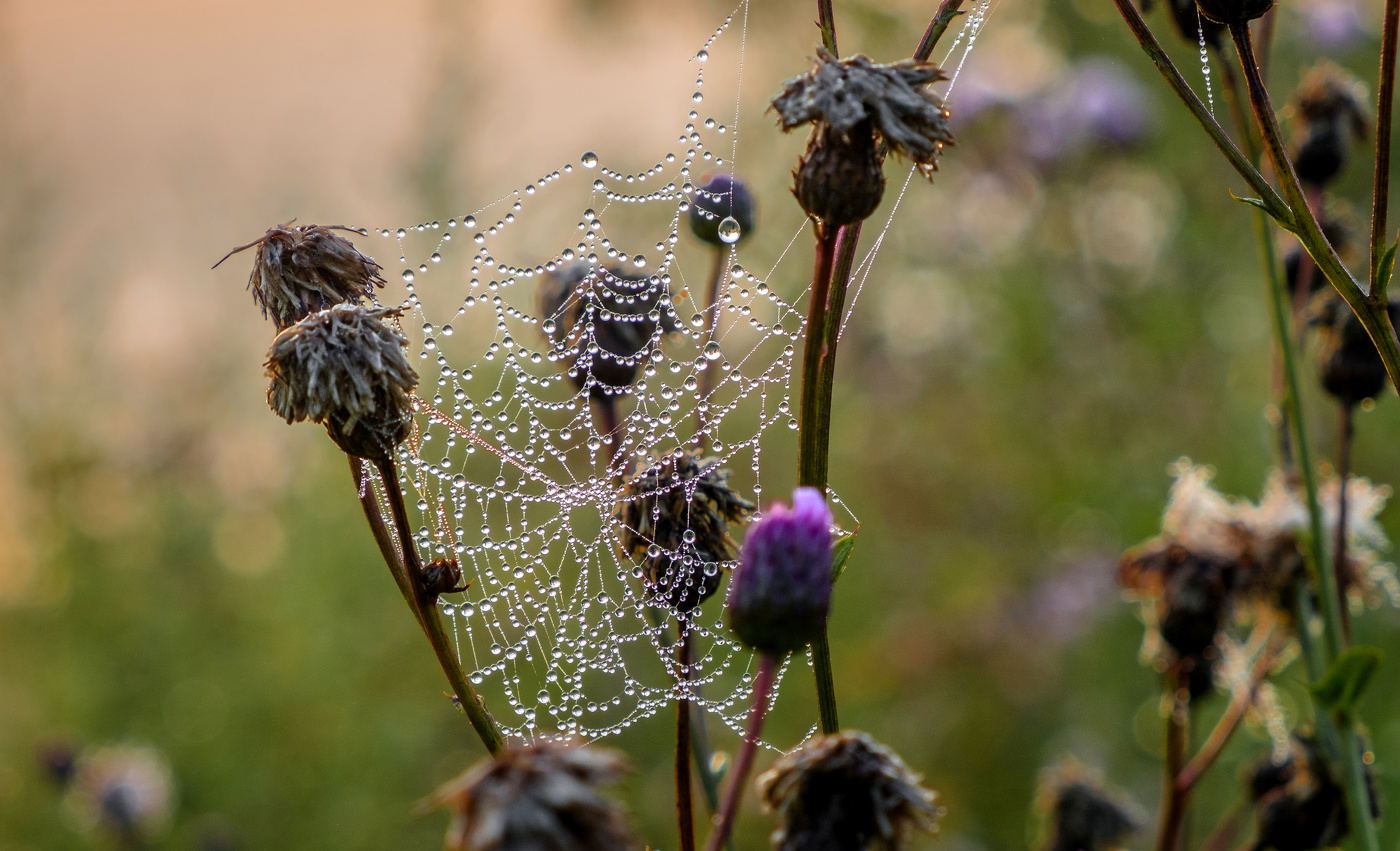 Роса на паутине.